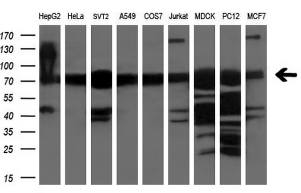 Western blot analysis of extracts (35ug) from 9 different cell lines by using anti-XPNPEP1 monoclonal antibody (HepG2: human; HeLa: human; SVT2: mouse; A549: human; COS7: monkey; Jurkat: human; MDCK: canine; PC12: rat; MCF7: human) (1:200)