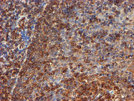 m09509 anti scfd1 mouse monoclonal antibody clone id oti5g4 ihc testing 9