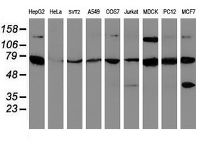 m09509 anti scfd1 mouse monoclonal antibody clone id oti5g4 wb testing 2