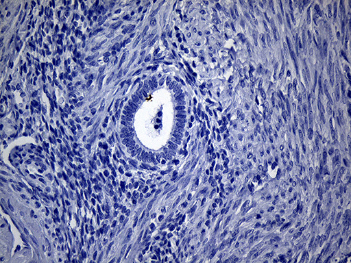 m09523 1 anti vax1 mouse monoclonal antibody clone id oti1e6 ihc testing 2