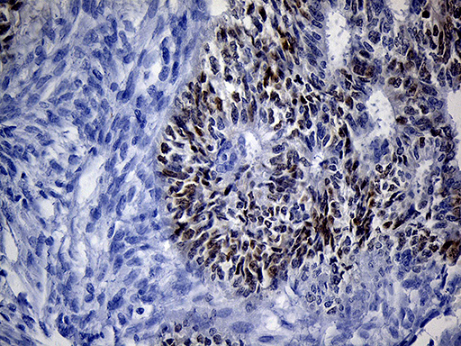 m09523 1 anti vax1 mouse monoclonal antibody clone id oti1e6 ihc testing 3