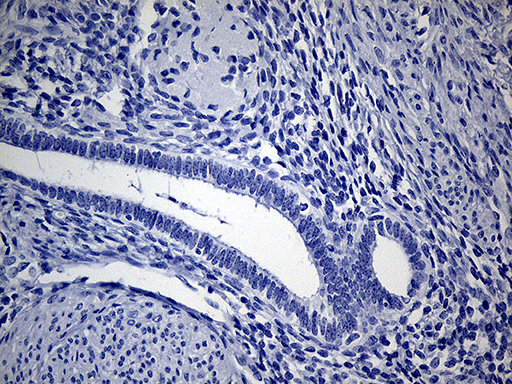 m09523 anti vax1 mouse monoclonal antibody clone id oti4e5 ihc testing 2