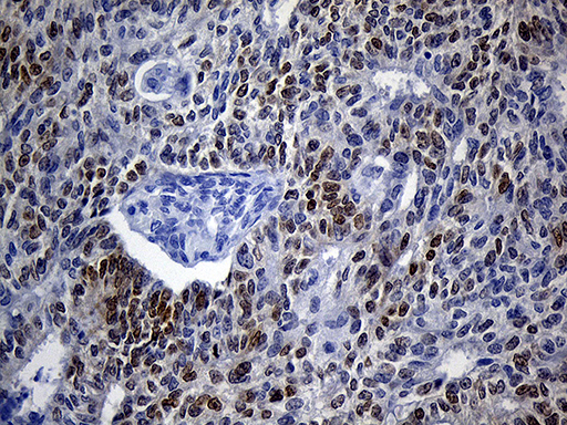 m09523 anti vax1 mouse monoclonal antibody clone id oti4e5 ihc testing 3