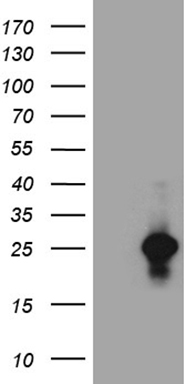 m09523 anti vax1 mouse monoclonal antibody clone id oti4e5 wb testing 1