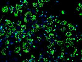 m09544 anti idh3a mouse monoclonal antibody clone id oti2f11 if testing 6