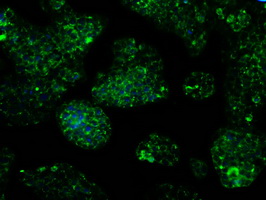 m09544 anti idh3a mouse monoclonal antibody clone id oti2f11 if testing 7