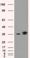 m09544 anti idh3a mouse monoclonal antibody clone id oti2f11 wb testing 1