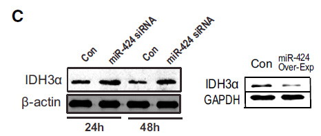 m09544 anti idh3a mouse monoclonal antibody clone id oti2f11 wb testing 2
