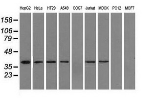 m09544 anti idh3a mouse monoclonal antibody clone id oti2f11 wb testing 3