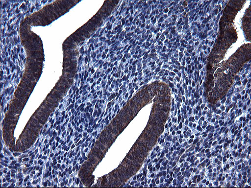 m09549 anti hscb mouse monoclonal antibody clone id oti3e1 ihc testing 4