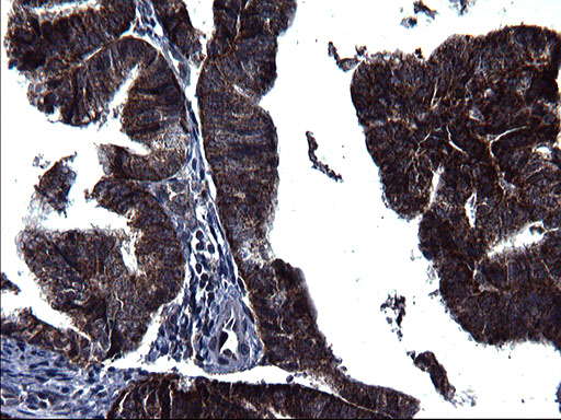 m09549 anti hscb mouse monoclonal antibody clone id oti3e1 ihc testing 5