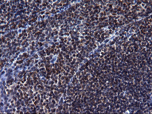 m09549 anti hscb mouse monoclonal antibody clone id oti3e1 ihc testing 6