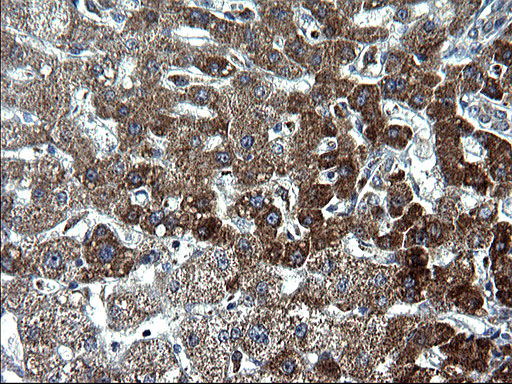 m09549 anti hscb mouse monoclonal antibody clone id oti3e1 ihc testing 8