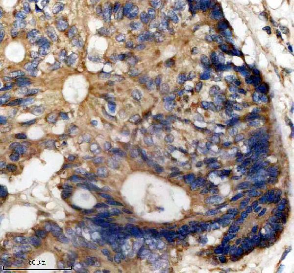 IHC analysis of MST4/STK26 using anti-MST4/STK26 antibody (M09552)