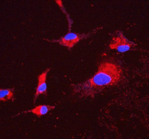 m09565 atp5h primary antibodies if testing 4_1