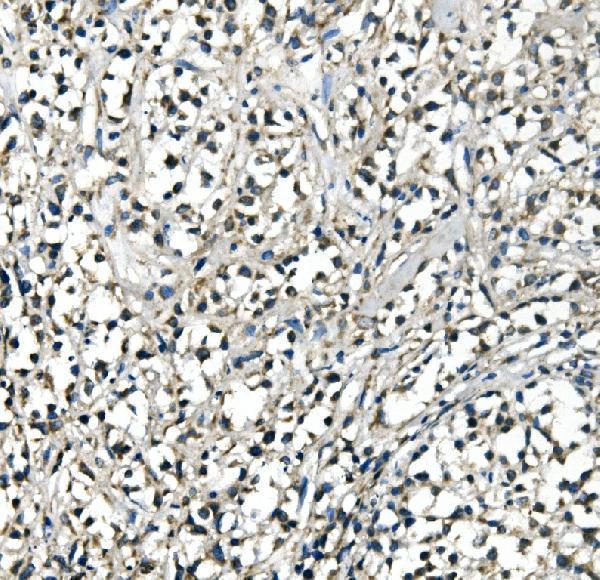 m09565 atp5h primary antibodies ihc testing 2_1