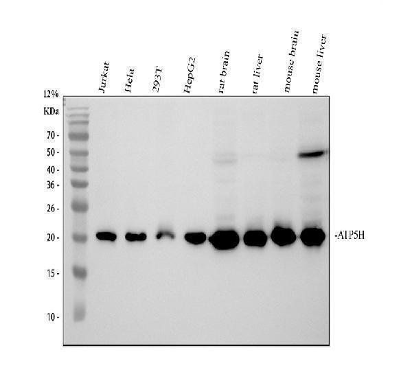 m09565 atp5h primary antibodies wb testing 1_1