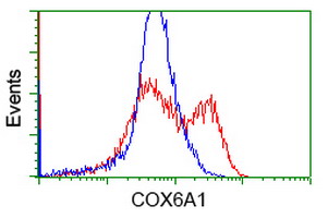 HEK293T cells transfected with either COX6A1 (Myc-DDK-tagged) overexpress plasmid (Red) or empty vector control plasmid (Blue) were immunostained by anti-COX6A1 antibody (M09572)