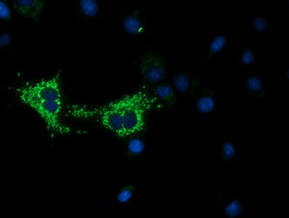 Anti-COX6A1 mouse monoclonal antibody (M09572) immunofluorescent staining of COS7 cells transiently transfected by pCMV6-ENTRY COX6A1