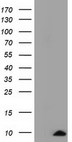 HEK293T cells were transfected with the pCMV6-ENTRY control (Left lane) or pCMV6-ENTRY COX6A1 (Right lane) cDNA for 48 hrs and lysed