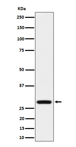 Western blot analysis of PEF1 expression in HeLa cell lysate