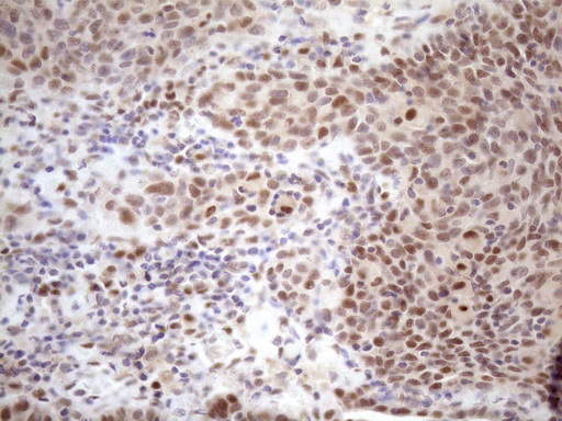 m09601 anti tceal1 mouse monoclonal antibody clone id oti2g10 ihc testing 10