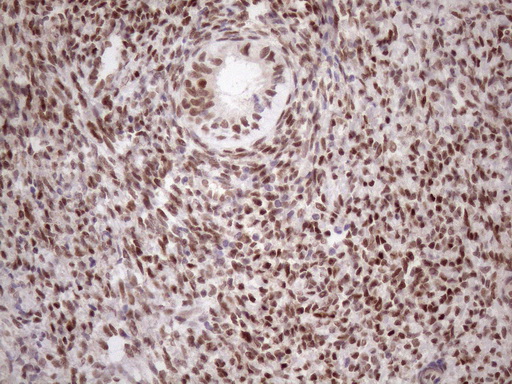 m09601 anti tceal1 mouse monoclonal antibody clone id oti2g10 ihc testing 5