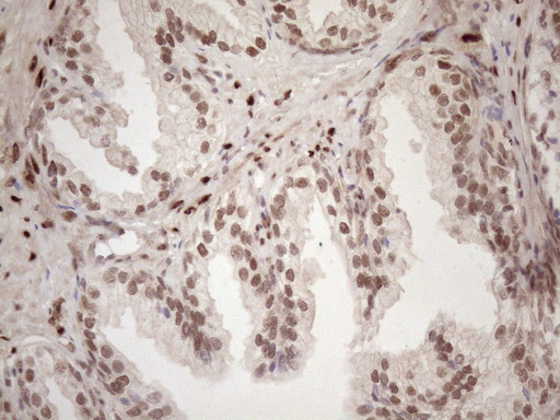 m09601 anti tceal1 mouse monoclonal antibody clone id oti2g10 ihc testing 7