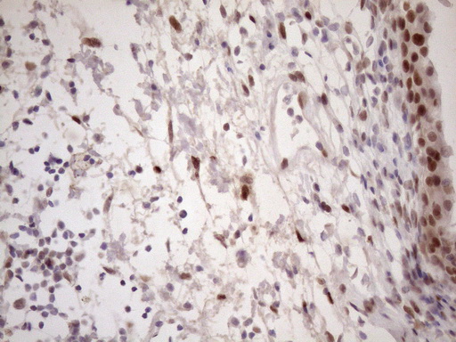 m09601 anti tceal1 mouse monoclonal antibody clone id oti2g10 ihc testing 9