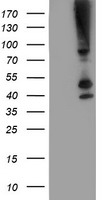 m09602 1 anti serpinb13 mouse monoclonal antibody clone id oti1a7 wb testing 1