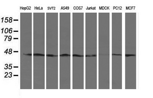 m09602 1 anti serpinb13 mouse monoclonal antibody clone id oti1a7 wb testing 2