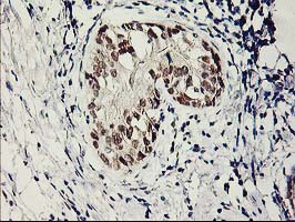 m09602 anti serpinb13 mouse monoclonal antibody clone id oti2b6 ihc testing 3