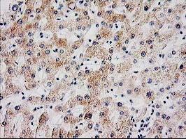 m09602 anti serpinb13 mouse monoclonal antibody clone id oti2b6 ihc testing 5