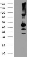 m09602 anti serpinb13 mouse monoclonal antibody clone id oti2b6 wb testing 1