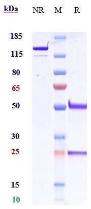 m09608 2 sds page