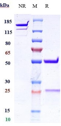 m09608 3 sds page
