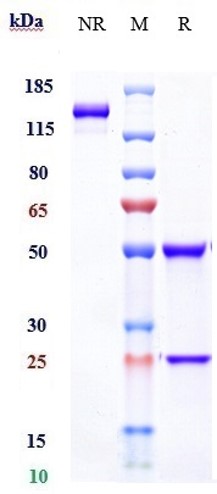m09608 sds page