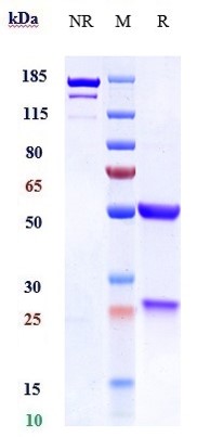 Anti-LILRA4/ILT7/CD85g Reference Antibody (daxdilimab) on SDS-PAGE under reducing (R) condition