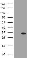m09658 1 anti nanp mouse monoclonal antibody clone id oti4f5 wb testing 1