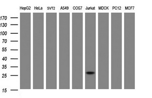 m09658 1 anti nanp mouse monoclonal antibody clone id oti4f5 wb testing 2