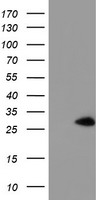 m09658 anti nanp mouse monoclonal antibody clone id oti4d11 wb testing 1