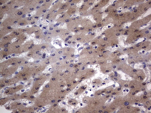 m09664 anti igsf11 mouse monoclonal antibody clone id oti2h1 ihc testing 23