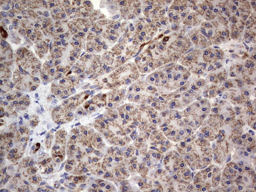 m09664 anti igsf11 mouse monoclonal antibody clone id oti2h1 ihc testing 5