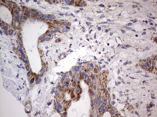 m09664 anti igsf11 mouse monoclonal antibody clone id oti2h1 ihc testing 6