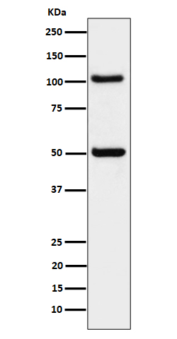 Western blot analysis of ORP1 expression in 293 cell lysate.