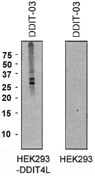 Western blotting analysis of DDIT4L expression in HEK293-DDIT4L transfectants and HEK293 cells using mouse monoclonal antibody DDIT-03