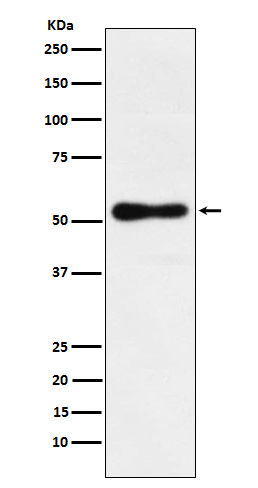 m09711 1 wb