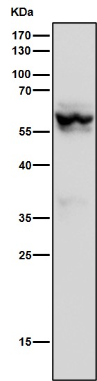 m09711 1 wb7