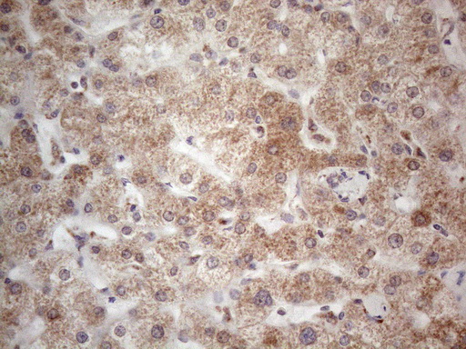 m09711 anti ror beta rorb mouse monoclonal antibody clone id oti1g1 ihc testing 12