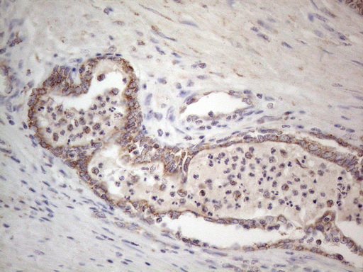 m09711 anti ror beta rorb mouse monoclonal antibody clone id oti1g1 ihc testing 7